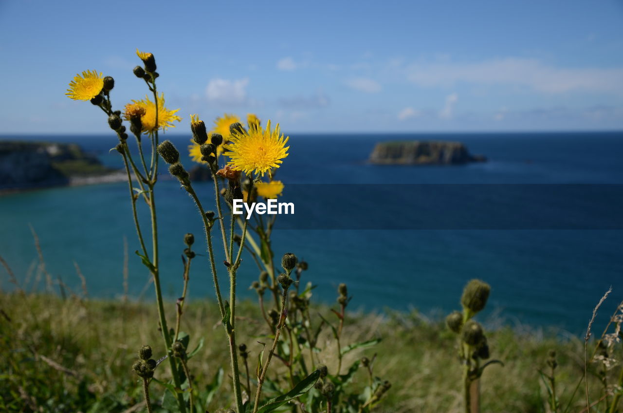 Close-up of yellow flowering plant by sea against sky