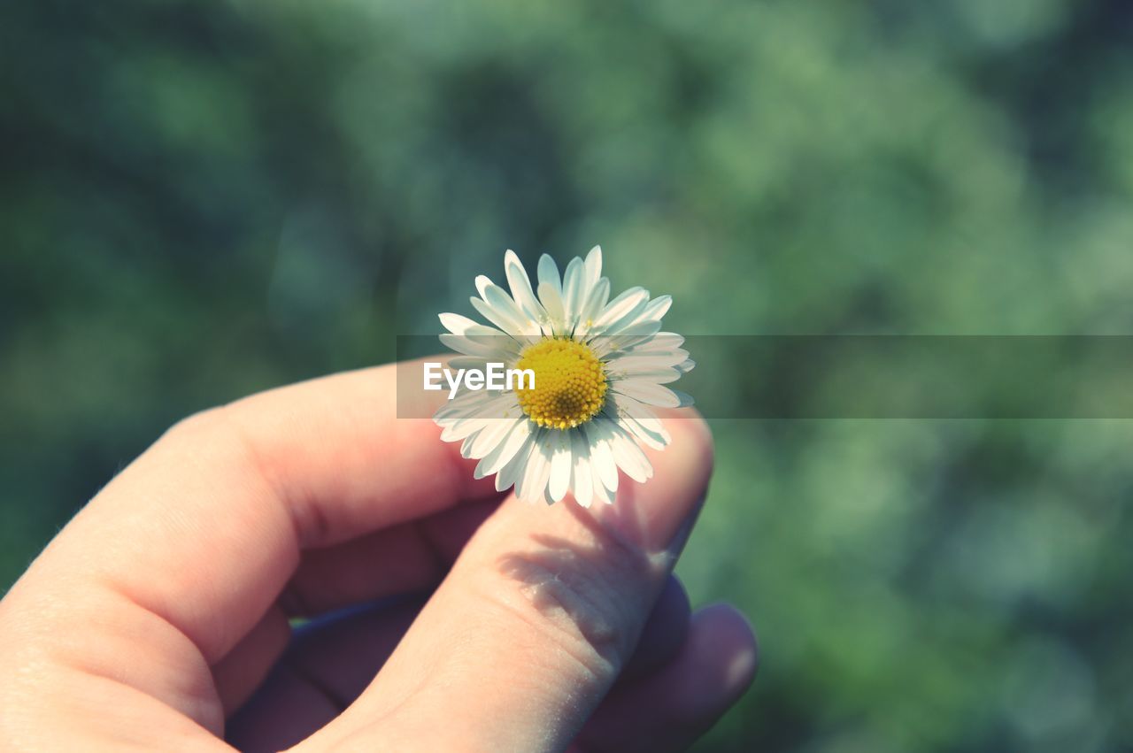 Cropped image of hand holding white daisy