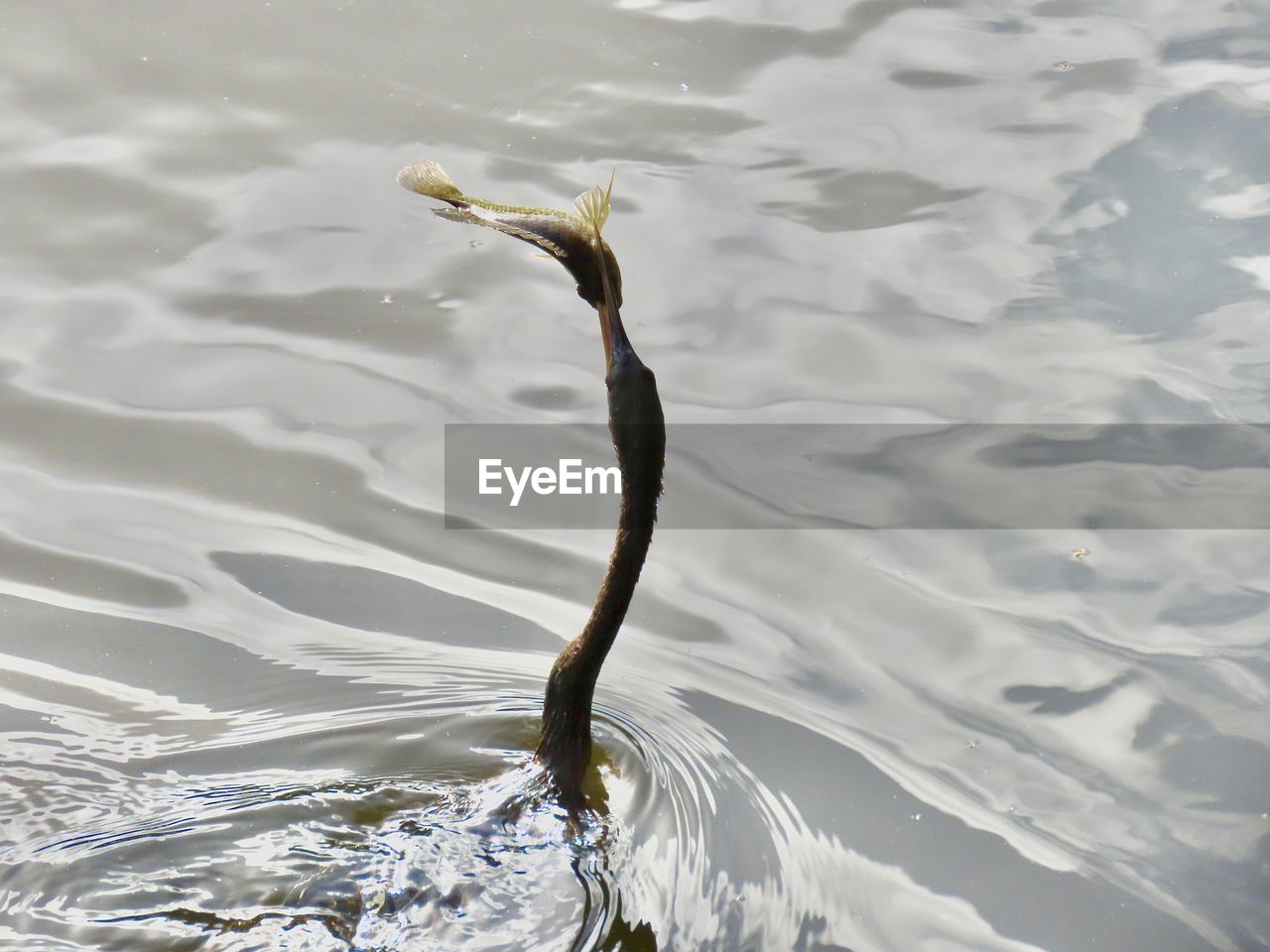 High angle view of a bird with a fish