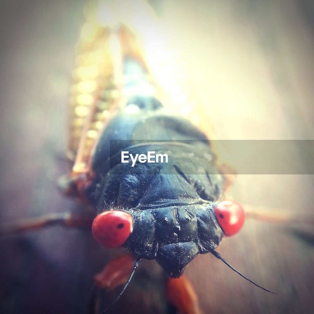 Close-up of insect on table