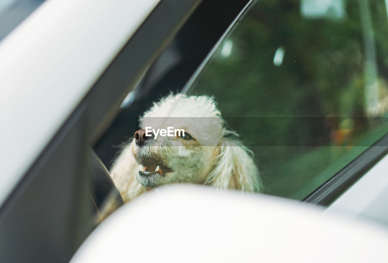 The little funny poodle dog sitting in white car looking out the window