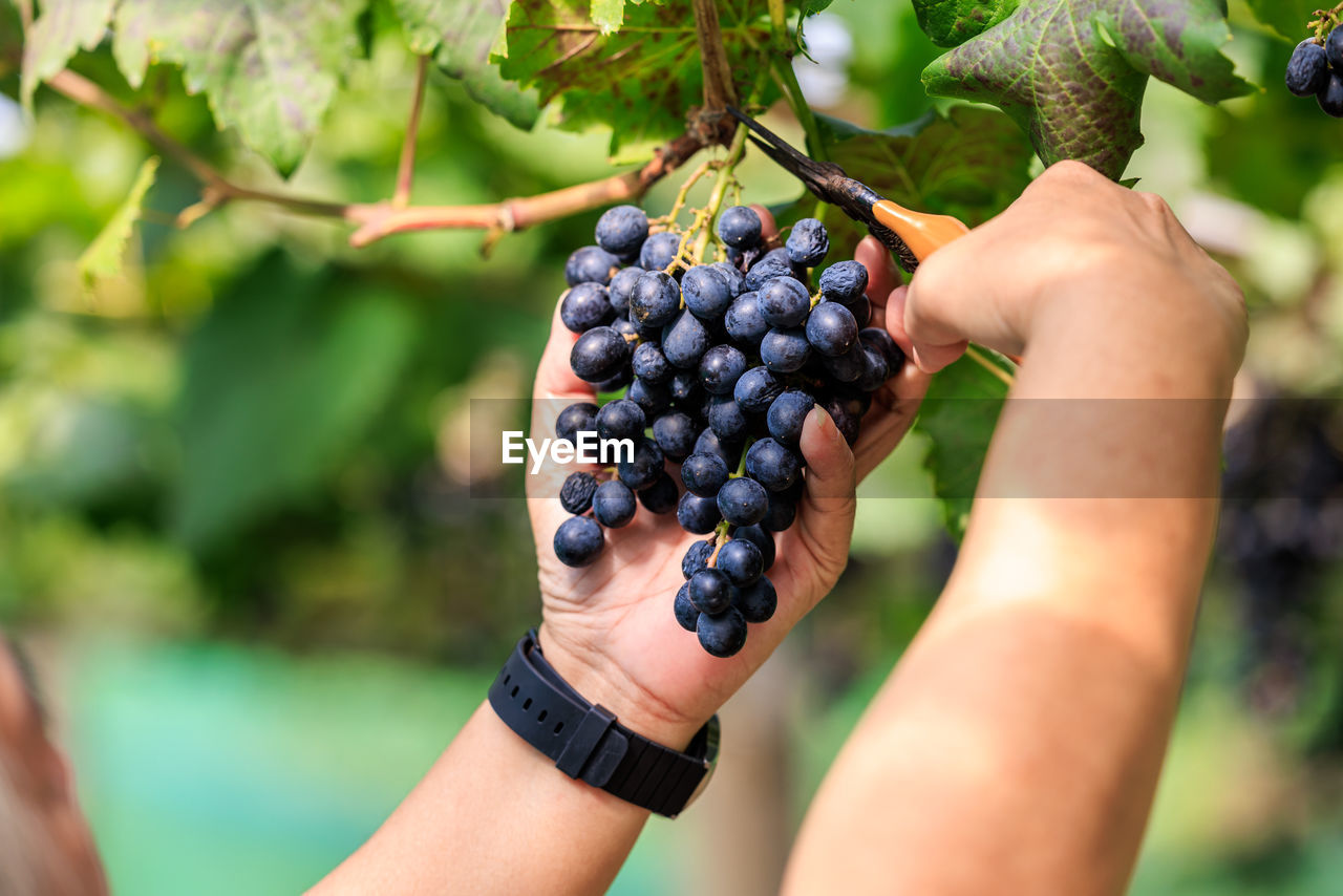 Farmer hand harvesting and cutting ripe delicious grape bunch in the vineyard autumn crop concept.