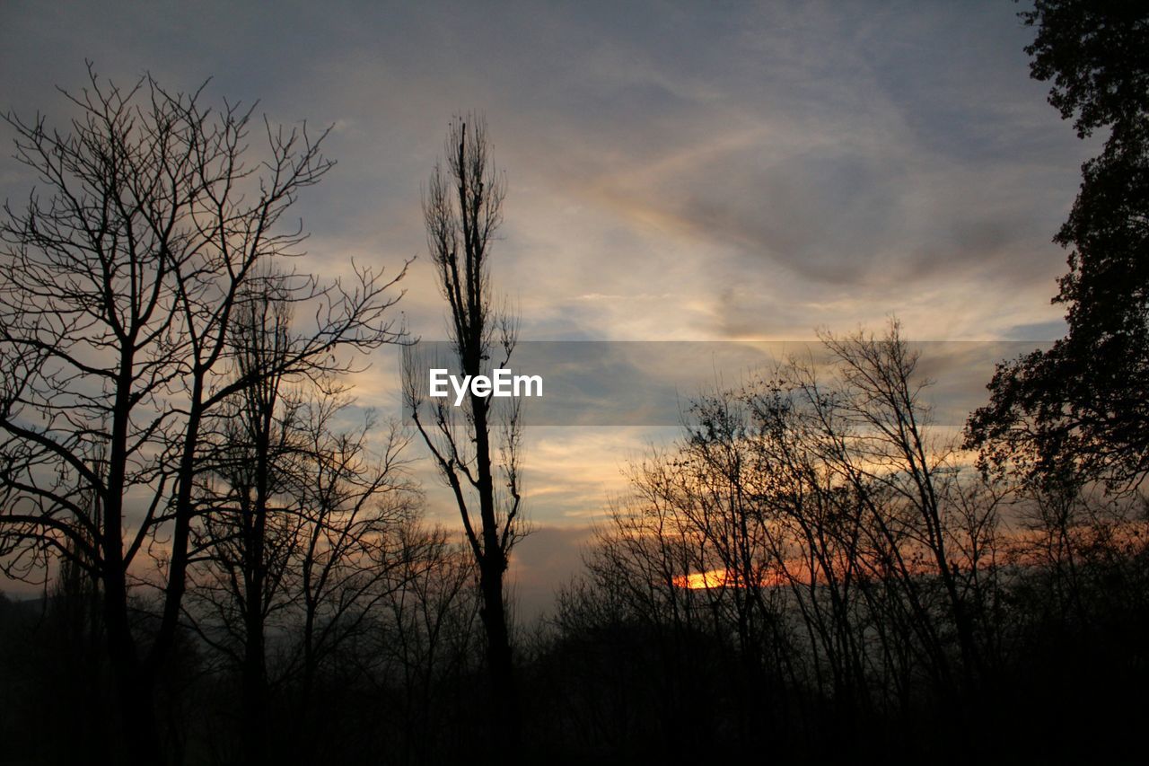 SILHOUETTE OF BARE TREES AGAINST SUNSET