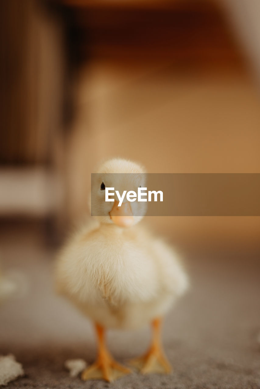 Beautiful yellow baby duck portrait.