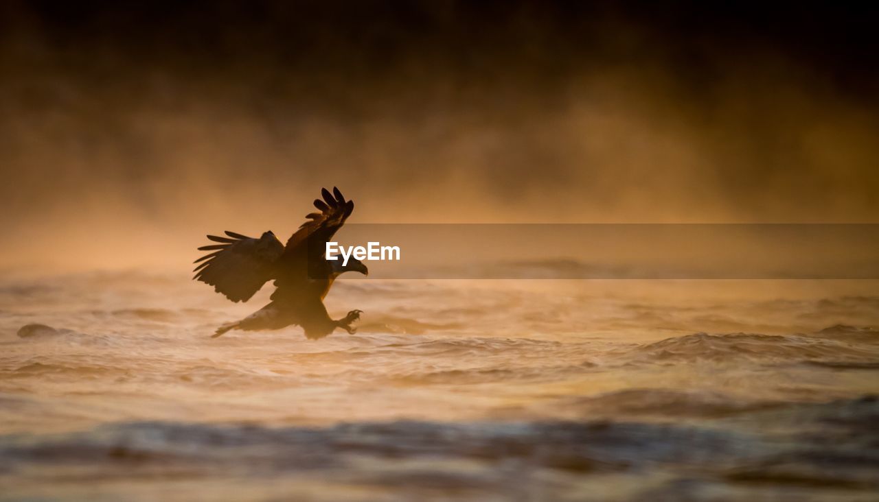 Eagle hunting in sea during sunset