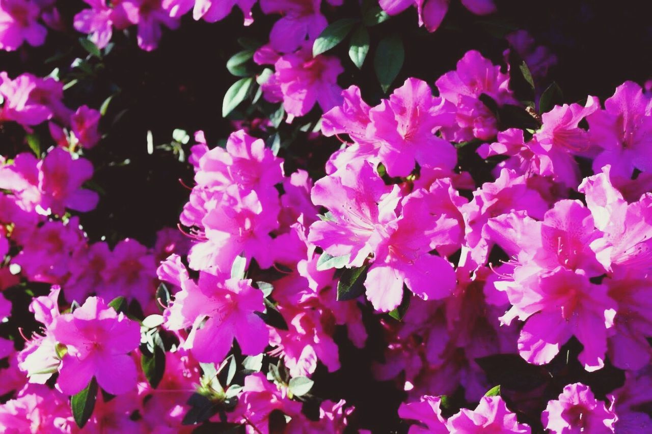 CLOSE-UP OF FRESH PINK FLOWERS BLOOMING IN PURPLE