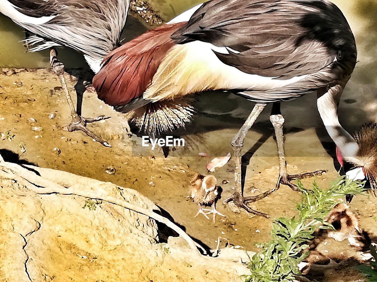 HIGH ANGLE VIEW OF BIRDS ON LAKESHORE