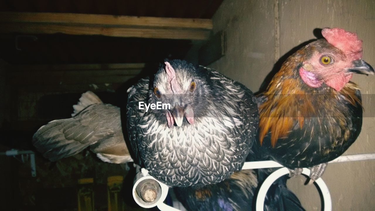 Chickens perching on metallic rods