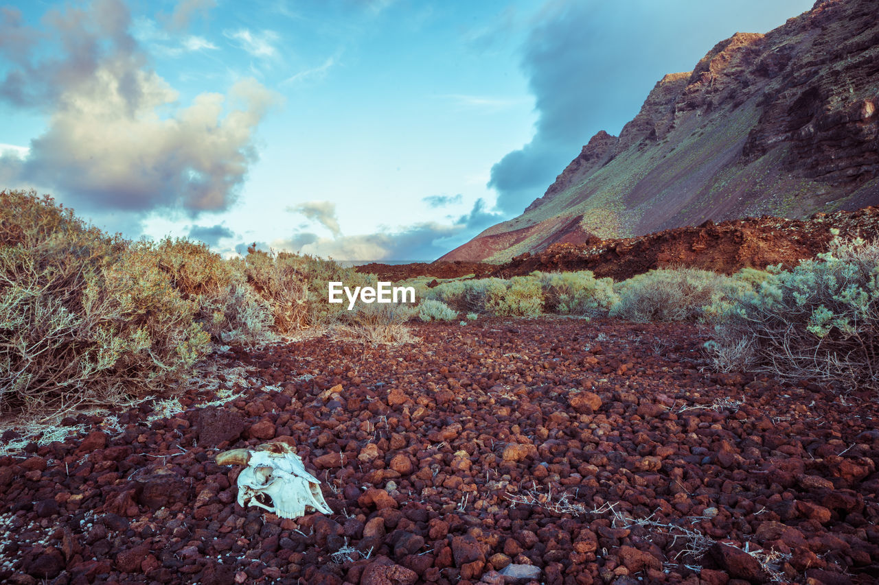 Skull on rocks in desert against sky