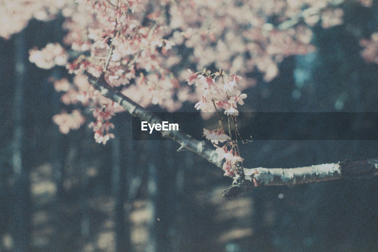 CLOSE-UP OF CHERRY BLOSSOM BY TREE