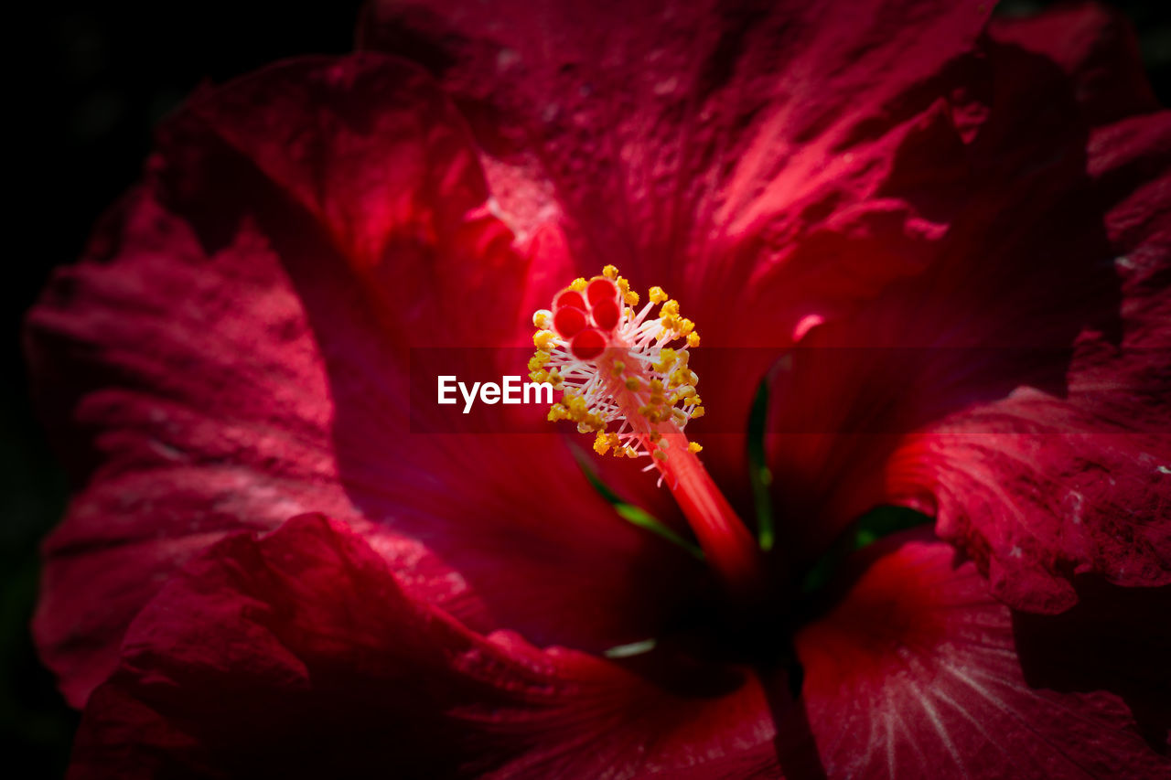 CLOSE-UP OF RED HIBISCUS FLOWER IN BLOOM