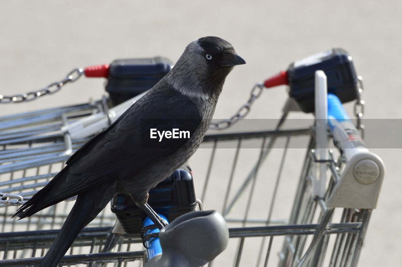 Close-up of bird perching on supermarket cart
