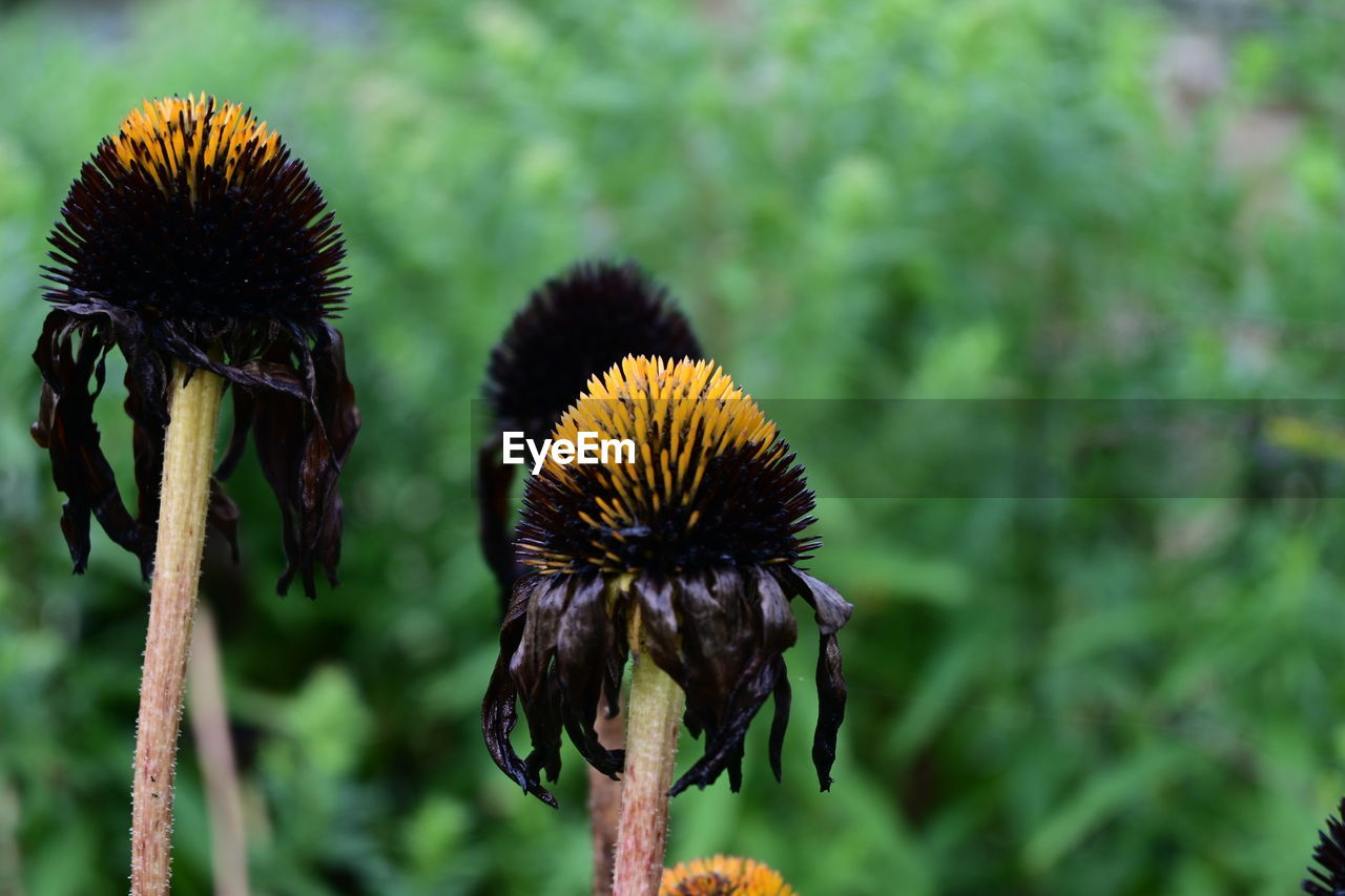 plant, flower, flowering plant, nature, beauty in nature, freshness, close-up, focus on foreground, growth, flower head, no people, animal themes, fragility, macro photography, animal, animal wildlife, inflorescence, outdoors, day, wildlife