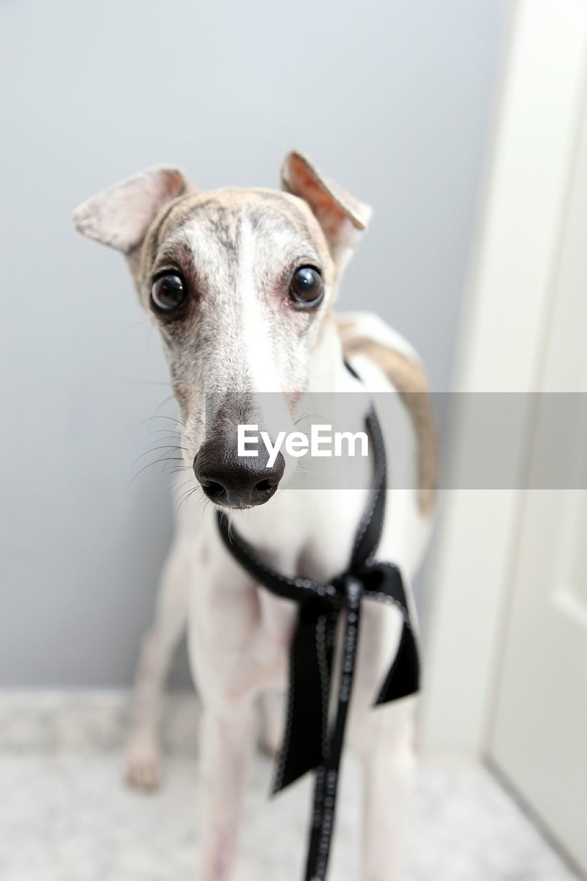 Close-up portrait of whippet at home