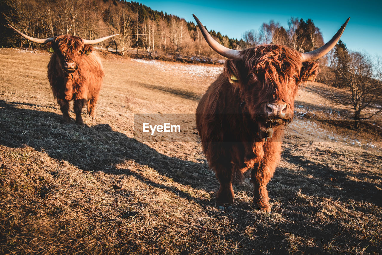 Highlander cow grazing in a mountain meadow