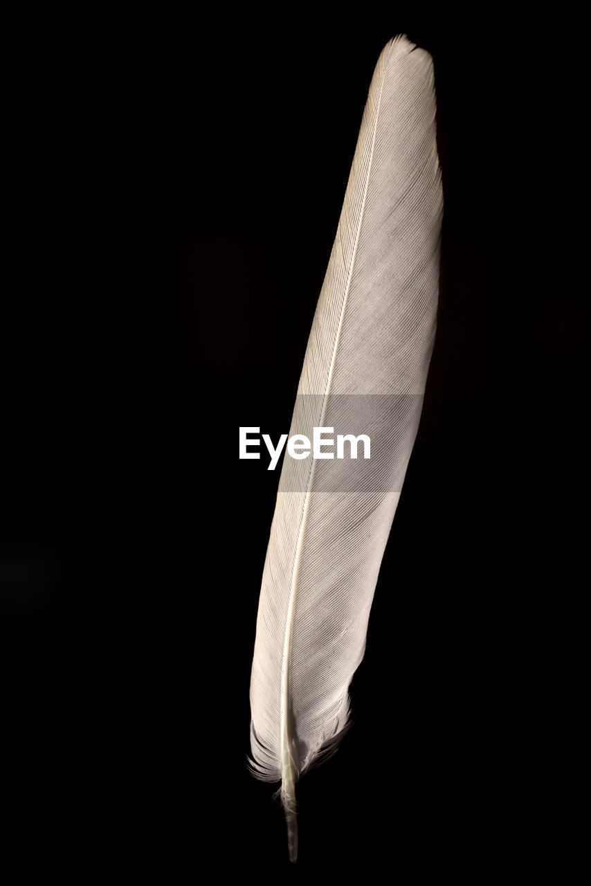 CLOSE-UP OF FEATHER OVER BLACK BACKGROUND