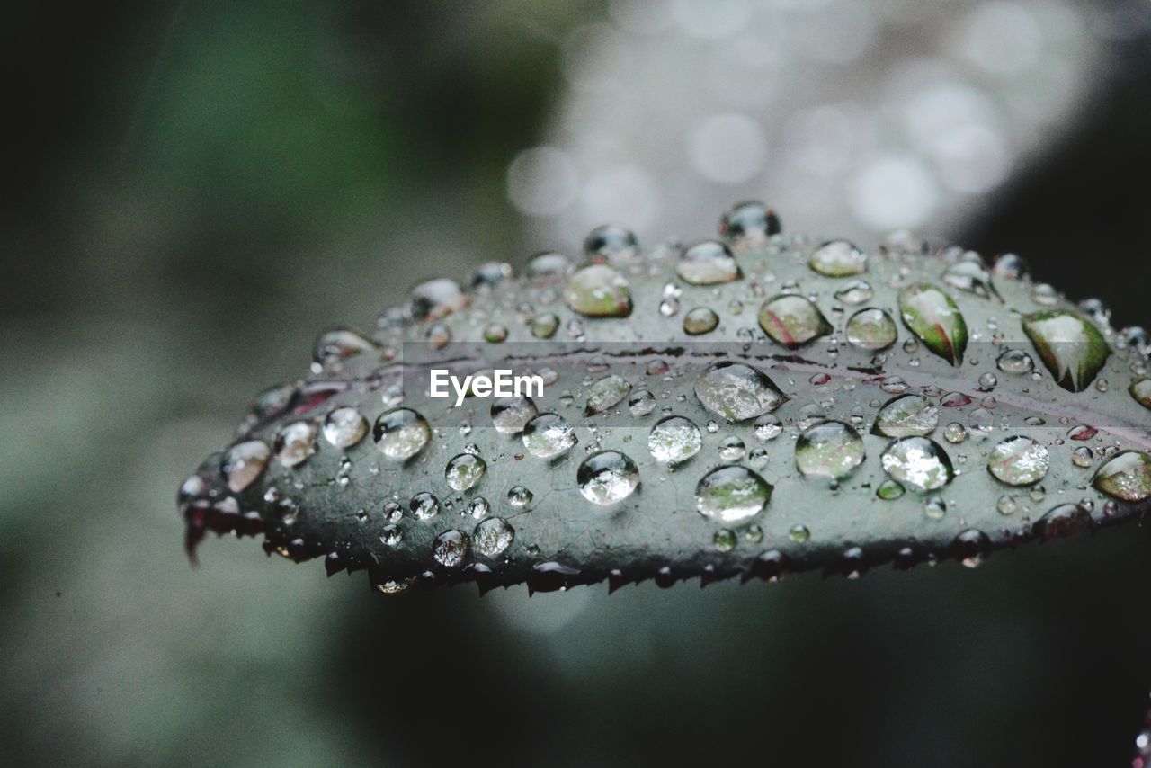 Close-up of water drops on leaf