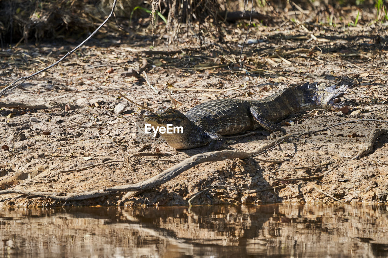 Caiman lying in the swamp of the pantanal wetlands along the transpantaneira close to porto jofre. 