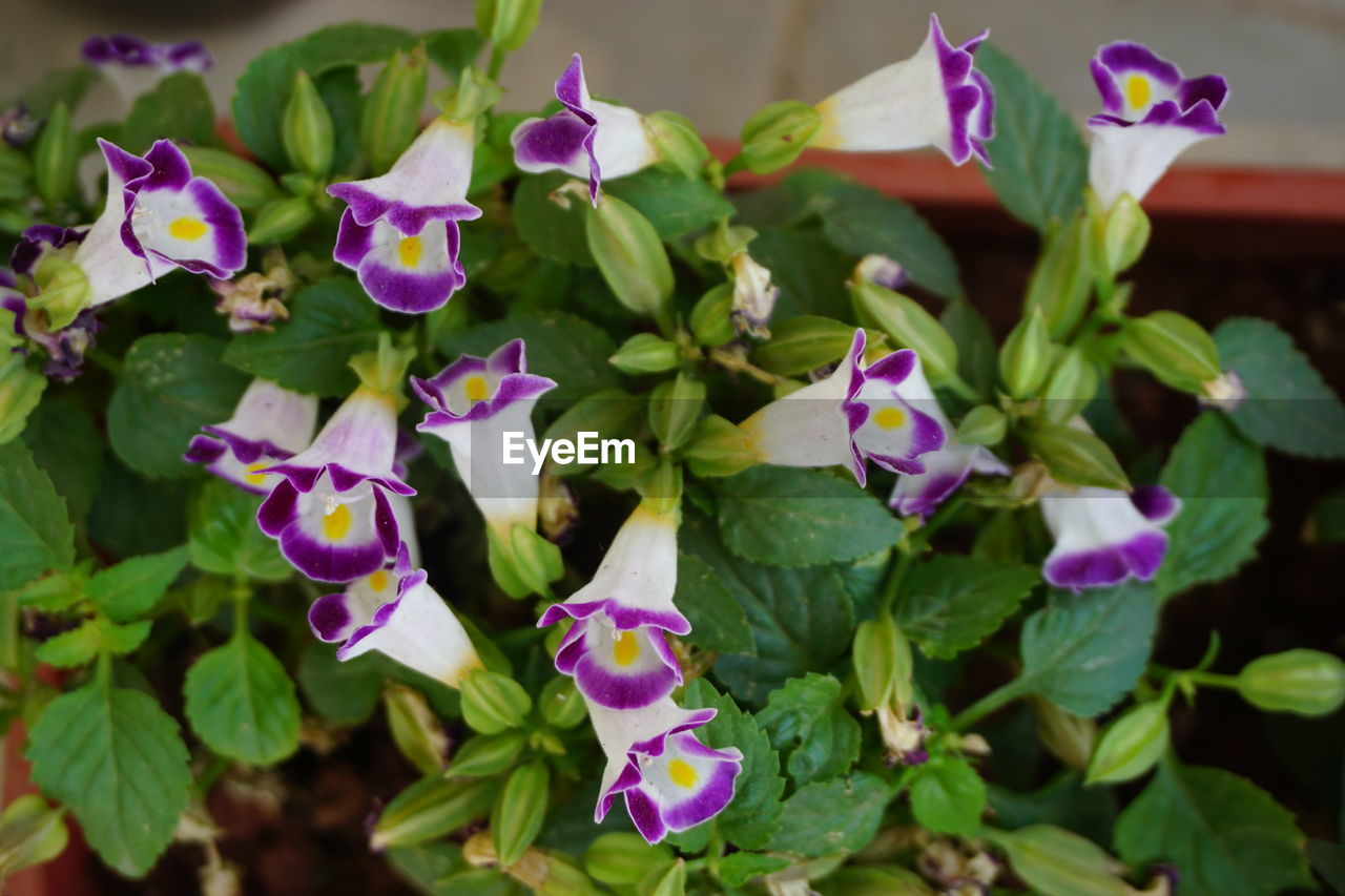 CLOSE-UP OF PINK AND PLANTS