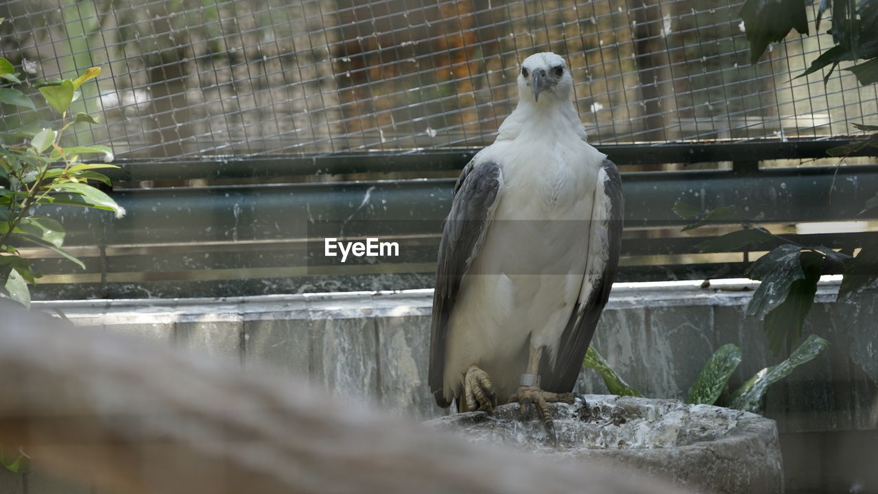 BIRD PERCHING ON A ZOO