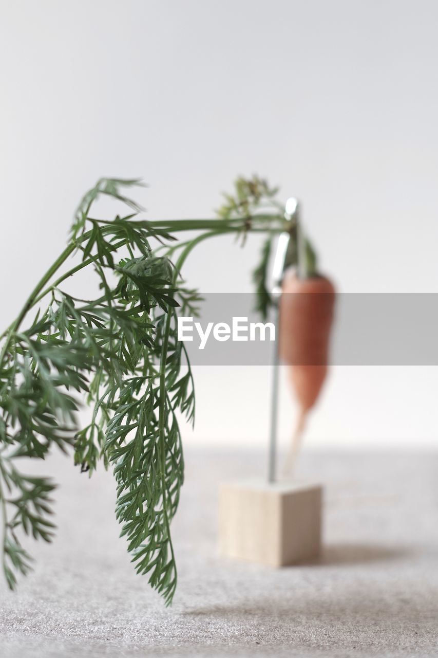 CLOSE-UP OF PLANT ON TABLE