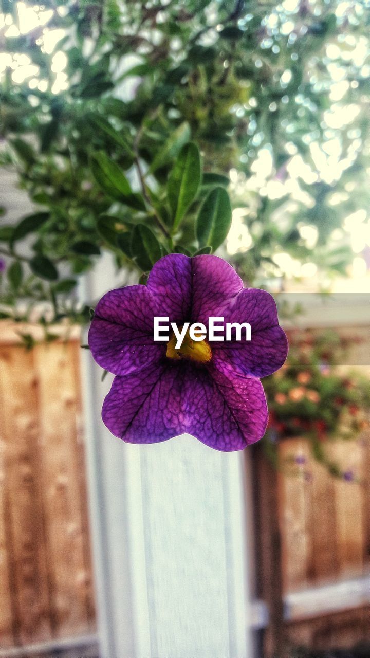 CLOSE-UP OF PURPLE FLOWERS BLOOMING OUTDOORS