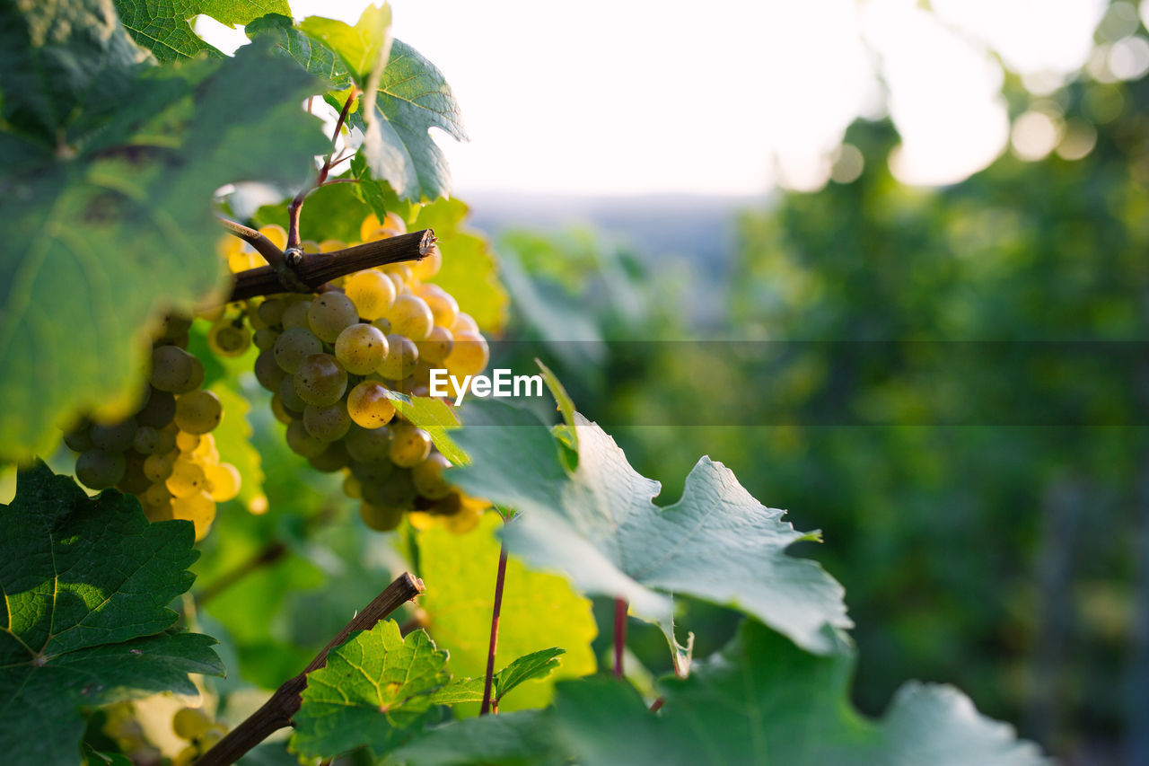 Close-up of grapes growing at vineyard
