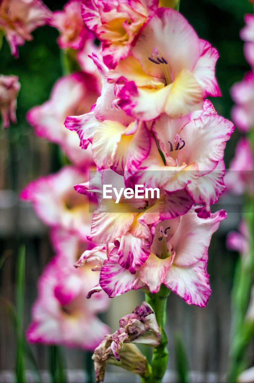 Vertical image close up macro of gladiolus priscilla cultivar to the right with dark background