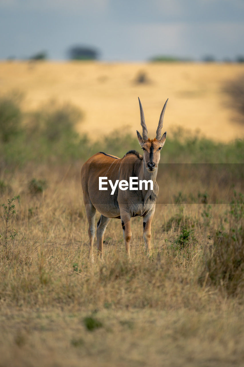 close-up of deer standing on field