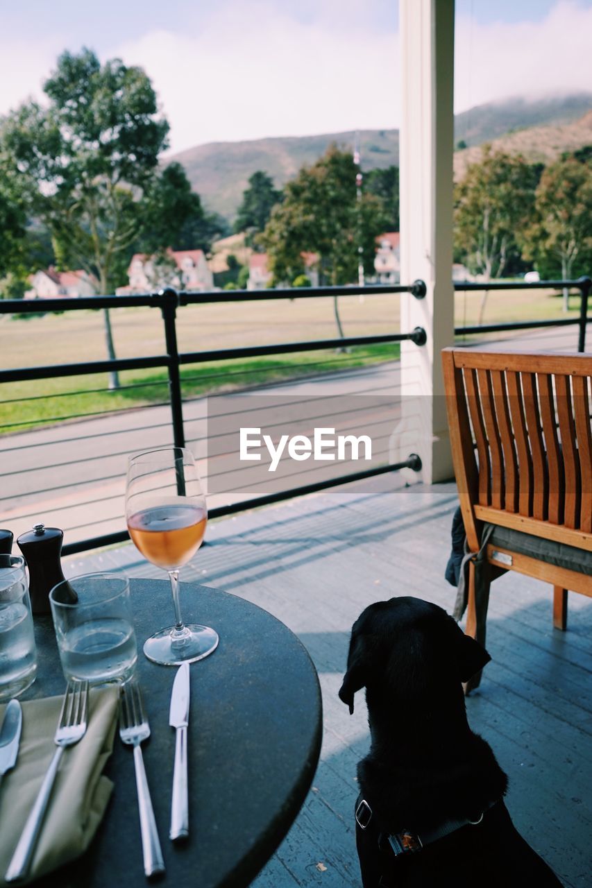 Dog sitting by drink at table in restaurant