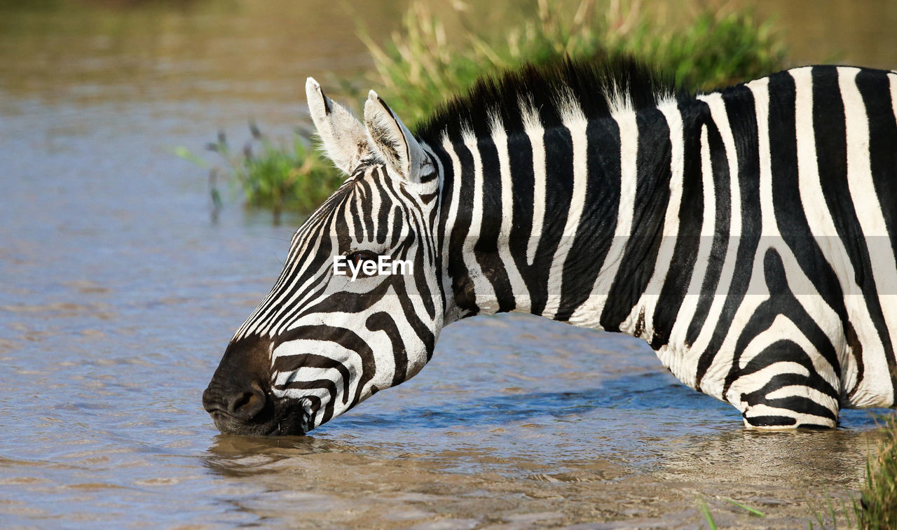 SIDE VIEW OF ZEBRA STANDING