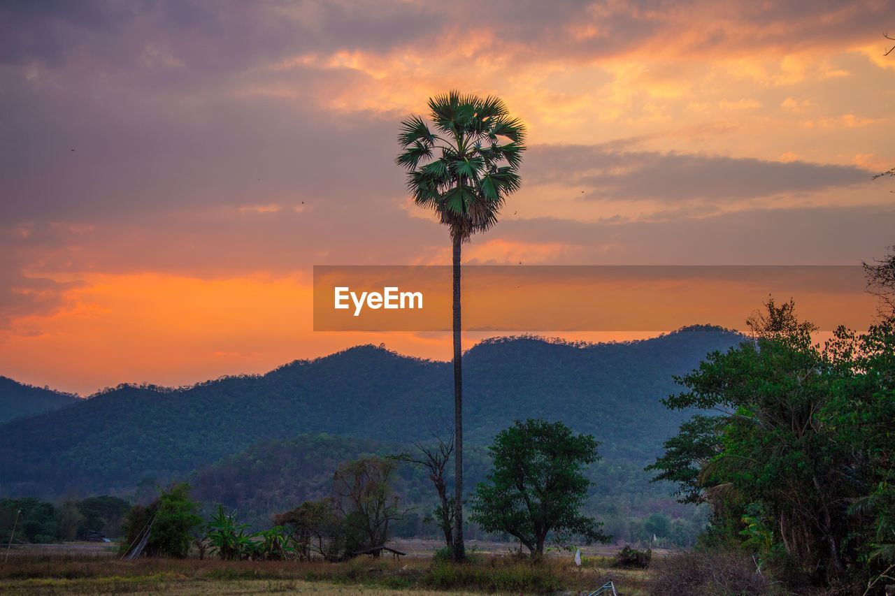 Scenic view of silhouette trees against sky during sunset