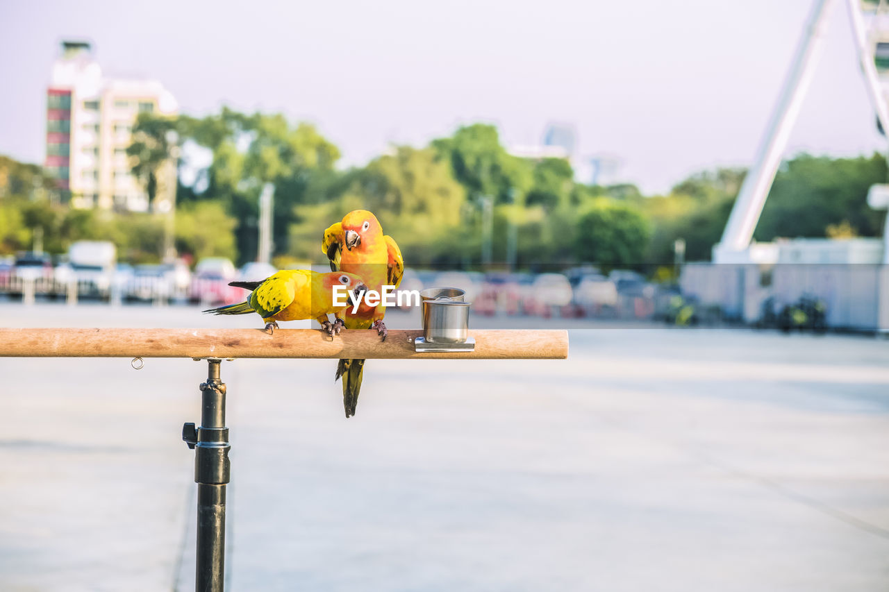 Sun conure parrot birds on wooden bar with blurred giant wheel on background
