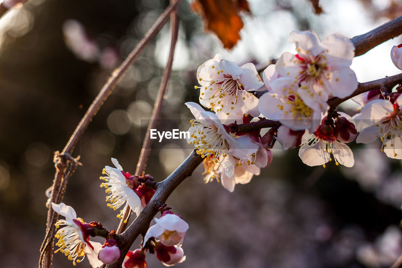 CLOSE-UP OF CHERRY BLOSSOMS ON BRANCH