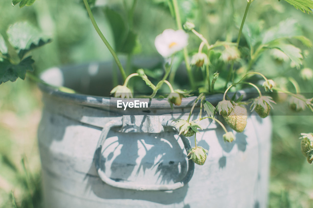 Close-up of strawberries growing on plant