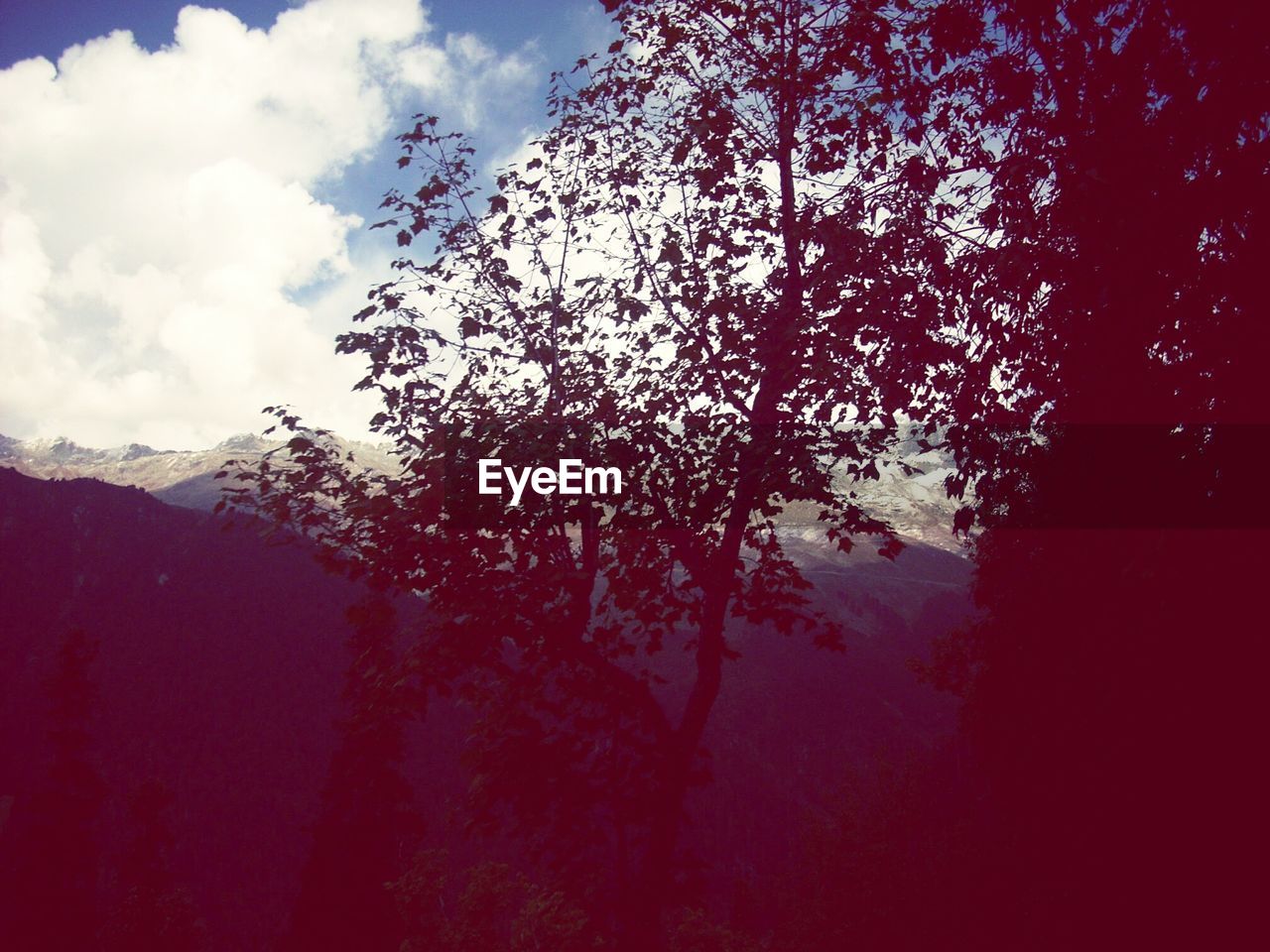 LOW ANGLE VIEW OF TREES AGAINST CLOUDY SKY