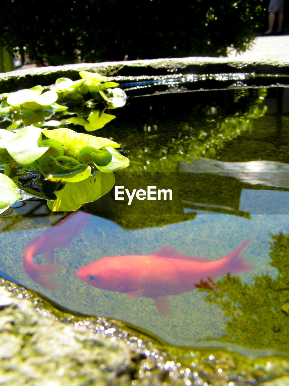 LEAVES FLOATING ON POND