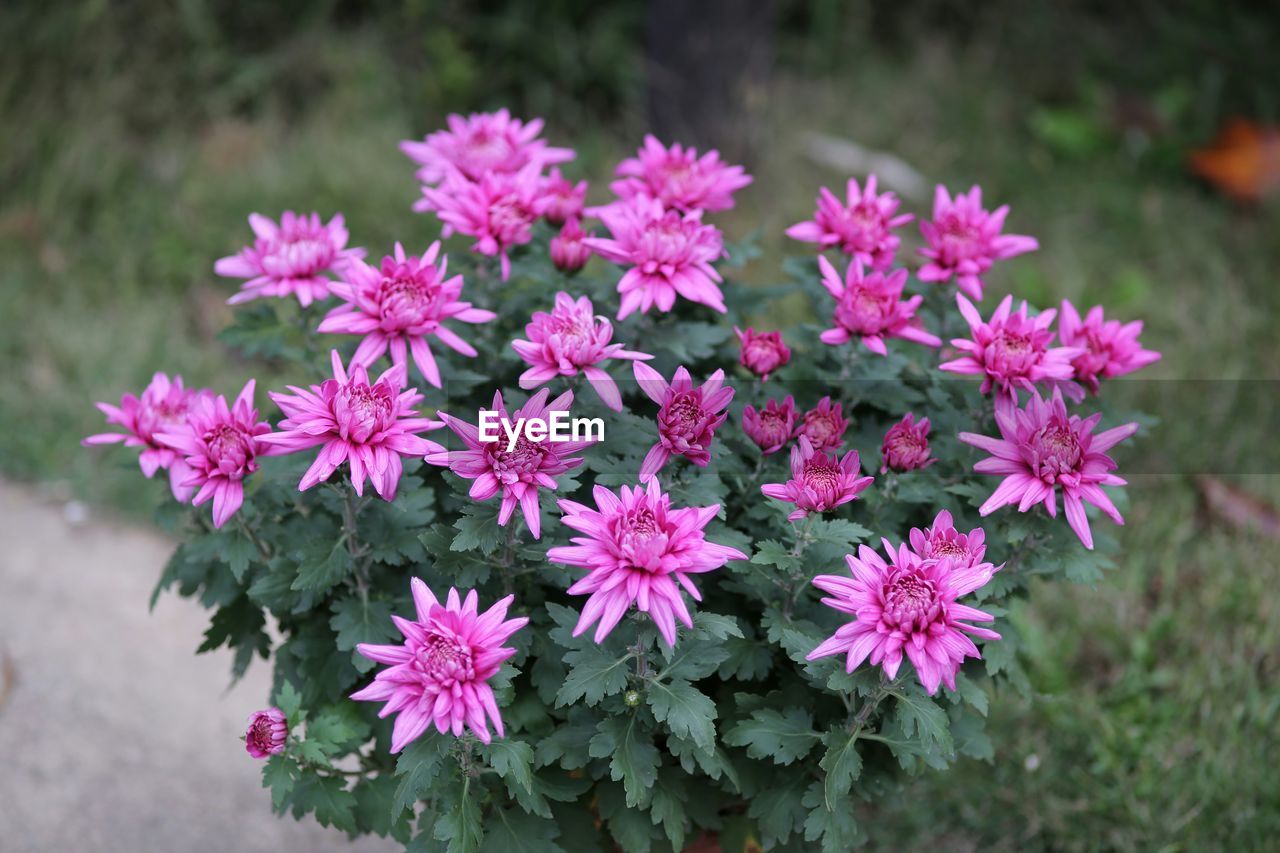 CLOSE-UP OF PINK FLOWERS