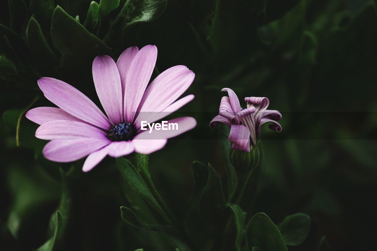 Close-up of osteospermum flower in park