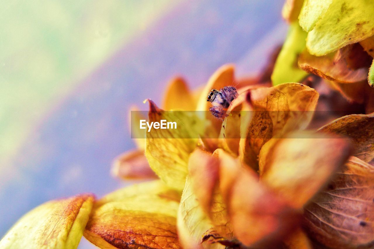 Close-up of jumping spider on dry leaves during autumn