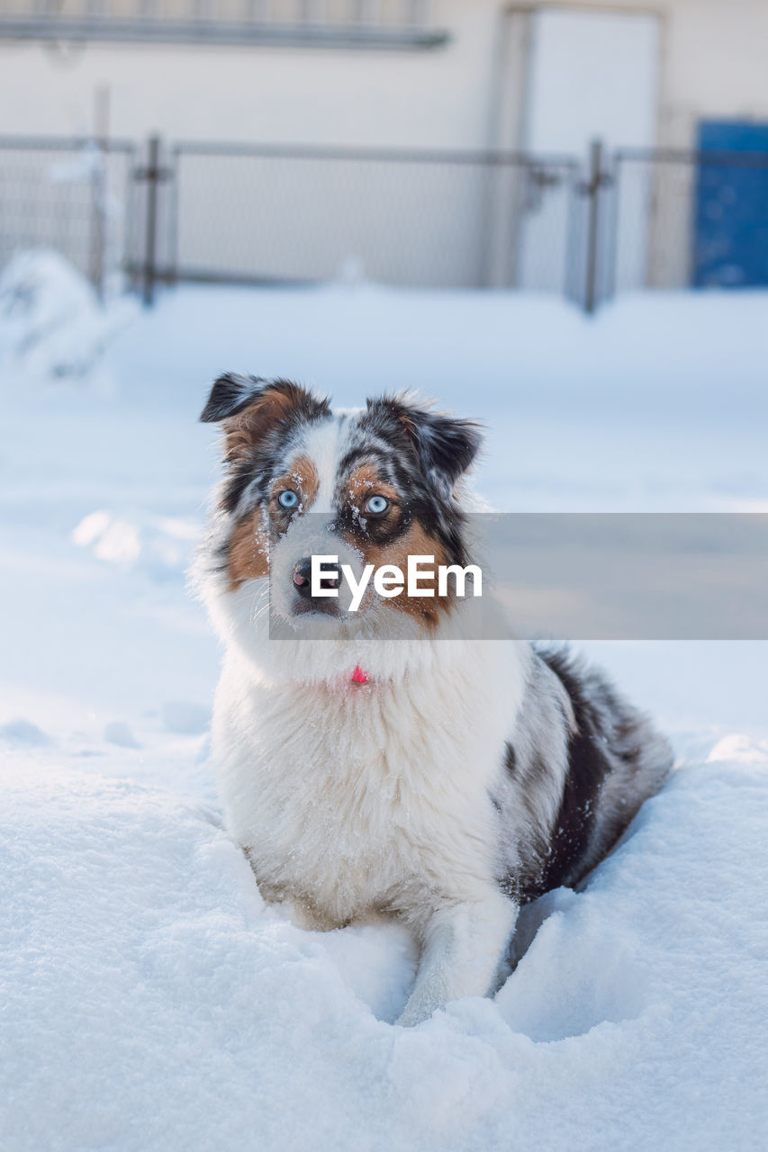 one animal, mammal, pet, domestic animals, canine, dog, animal themes, animal, snow, cold temperature, winter, white, nature, portrait, puppy, frozen, day, looking at camera, no people, sitting, carnivore, outdoors, looking, focus on foreground