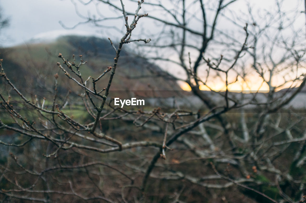 Bare tree on field