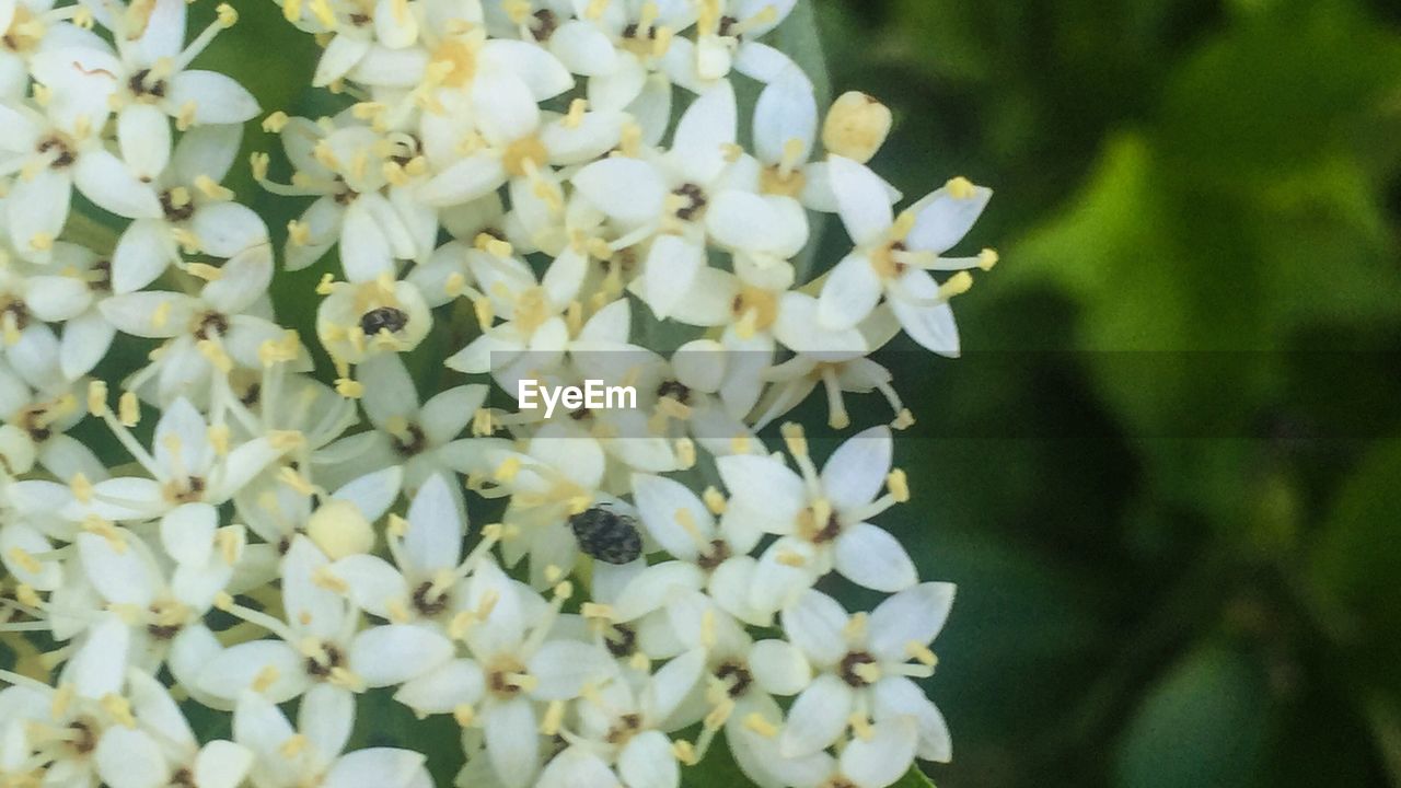 CLOSE-UP OF WHITE FLOWERS BLOOMING