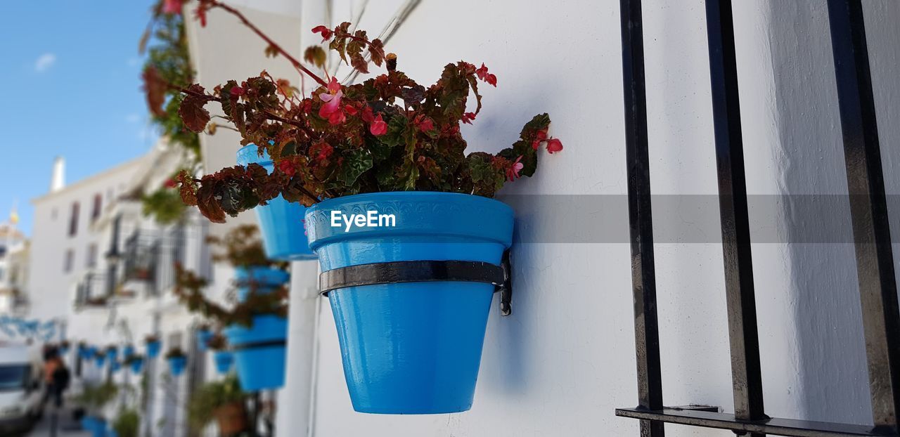 LOW ANGLE VIEW OF POTTED PLANT AGAINST BLUE WALL