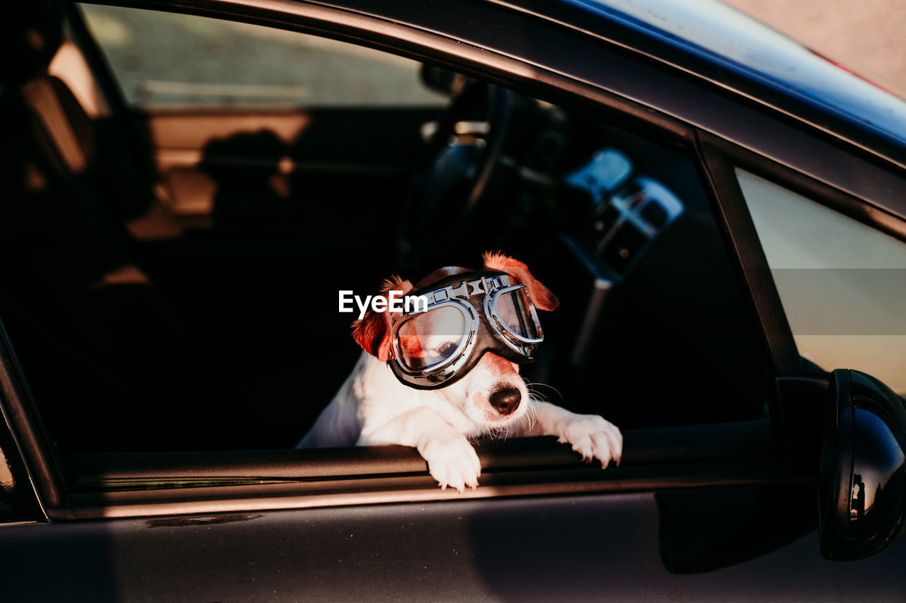 DOG IN CAR