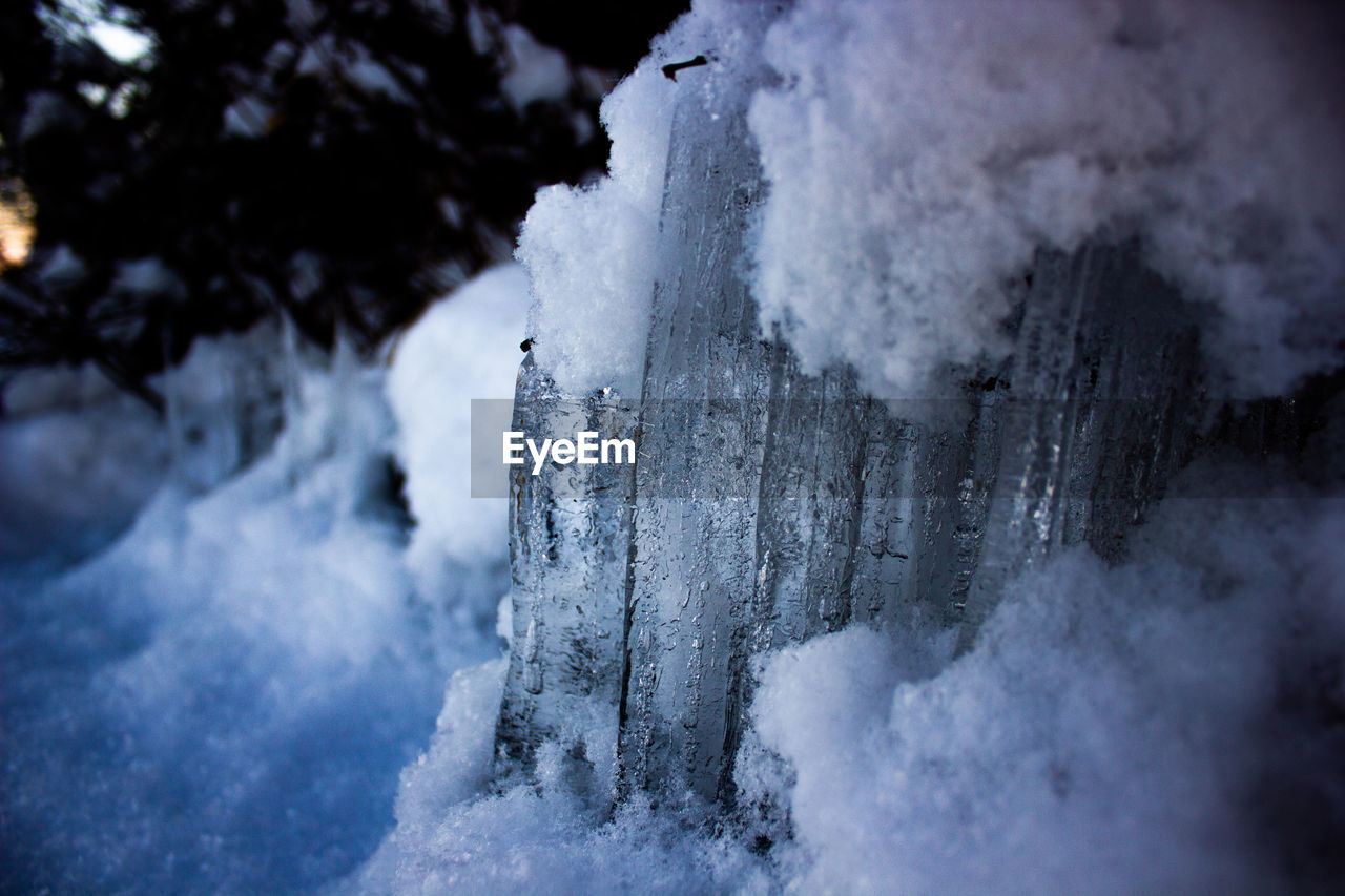 CLOSE-UP OF SNOW COVERED PLANTS AGAINST TREES