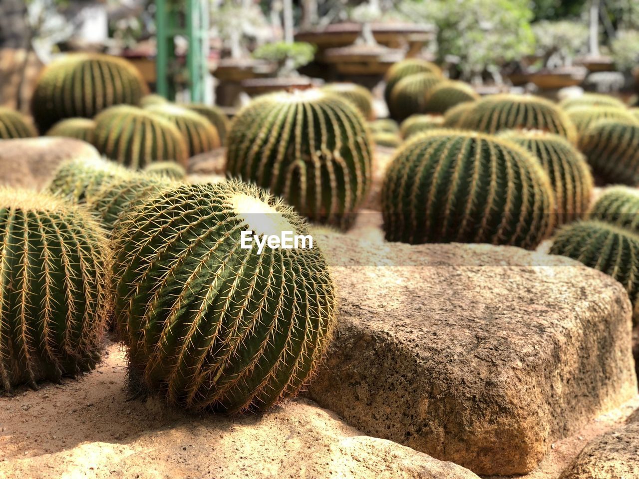 CLOSE-UP OF SUCCULENT CACTUS ON FIELD