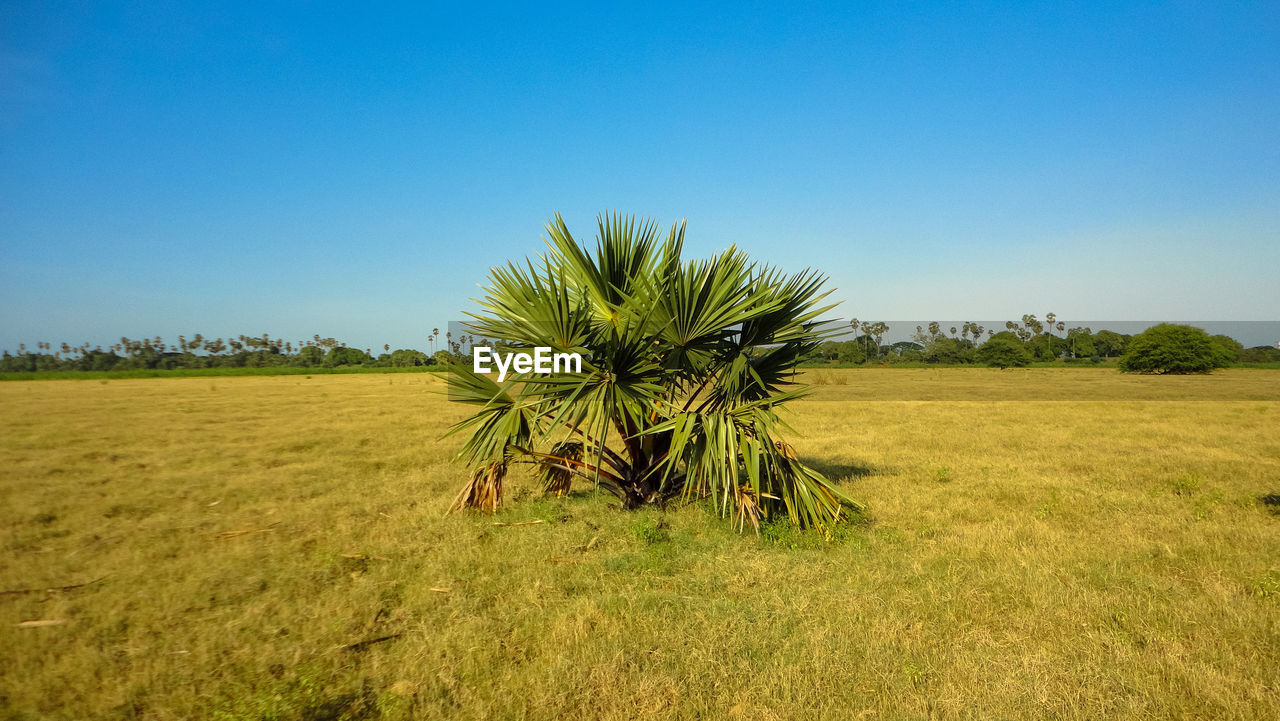 Young palm treetree on the field against clear sky