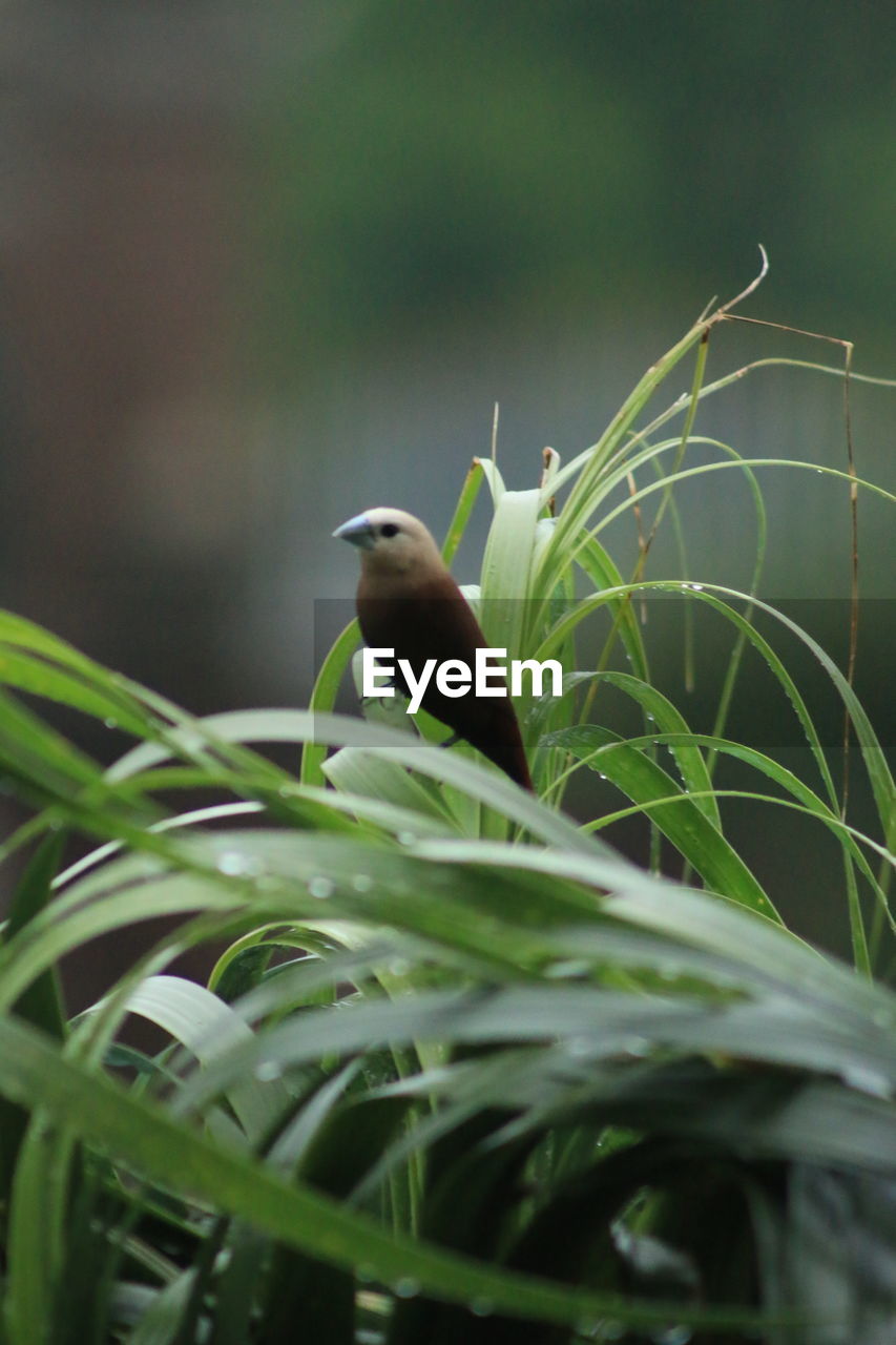 VIEW OF BIRD PERCHING ON PLANT