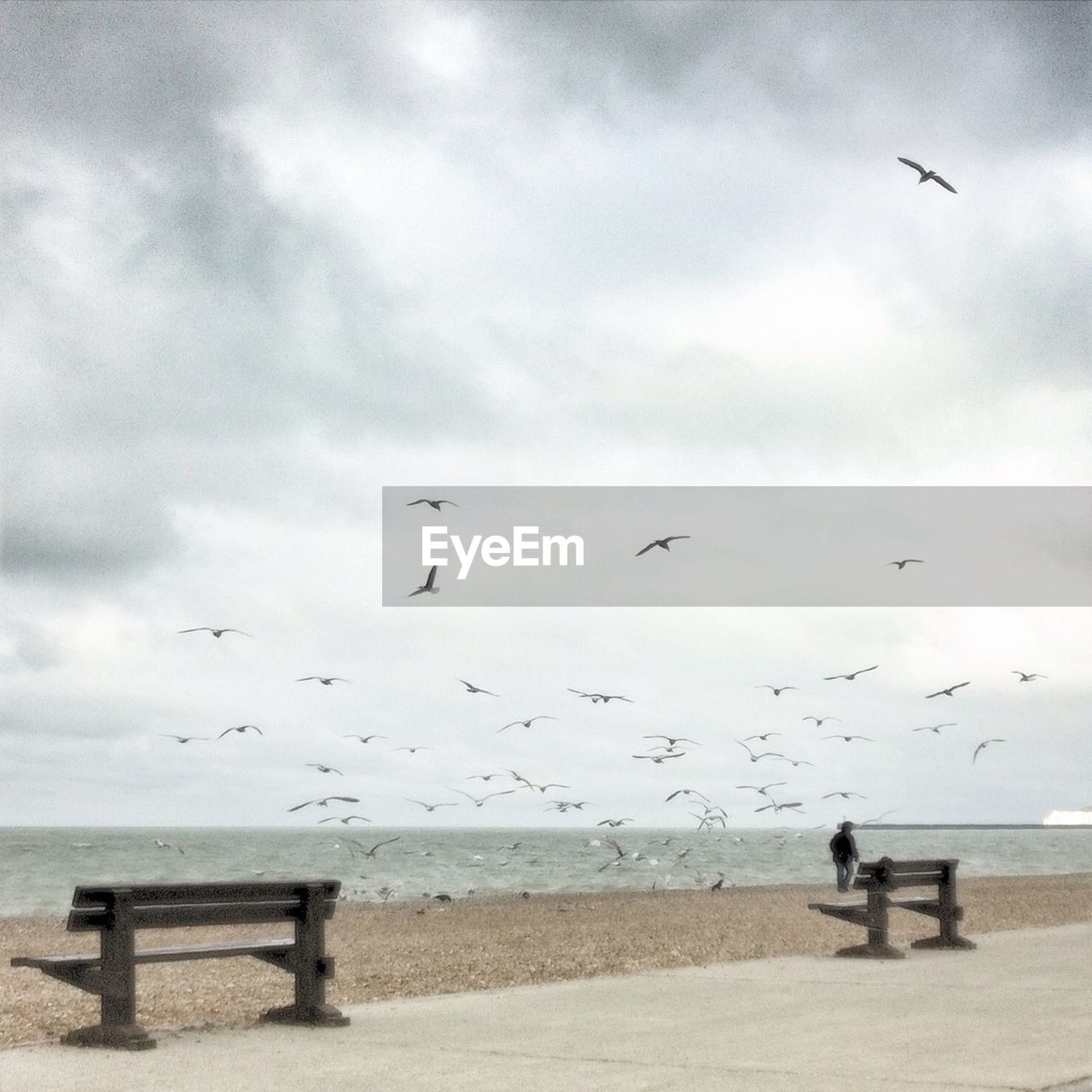 Birds flying at beach